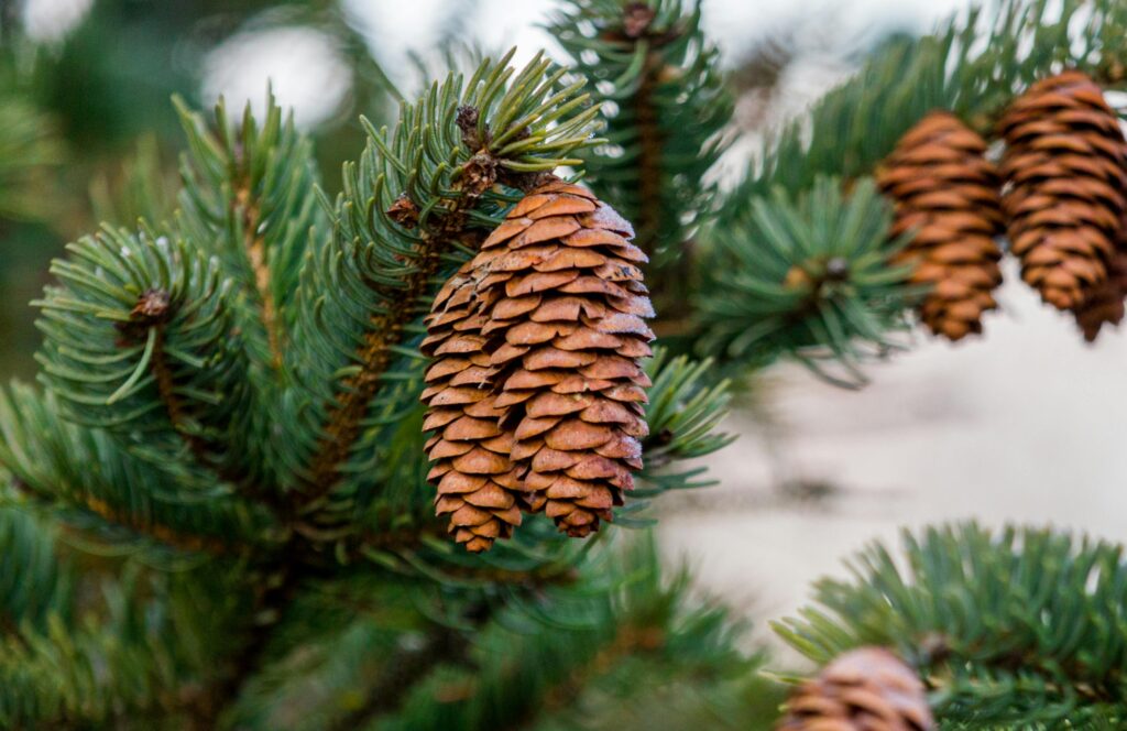 pexels-photo-10573108-10573108 Detailed view of pine cones hanging from evergreen branches with green needles, highlighting natural textures.